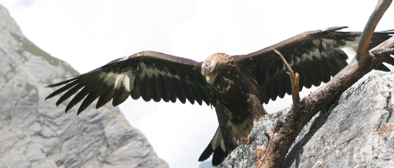 Steinadler