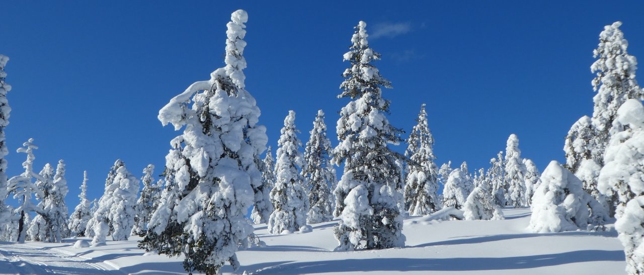 Winterwunderland